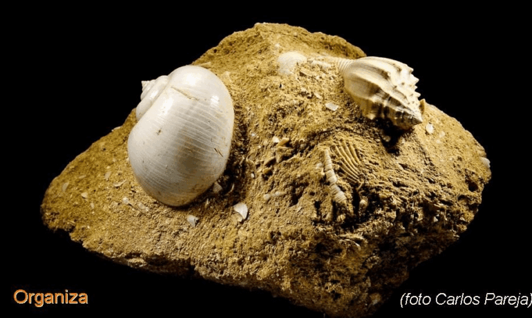 Ferias de España: Almuñécar