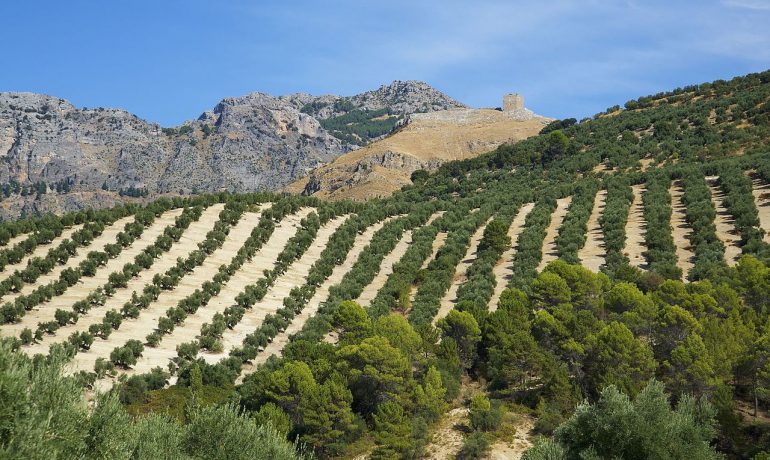 Denominación de Origen Sierra de Cazorla